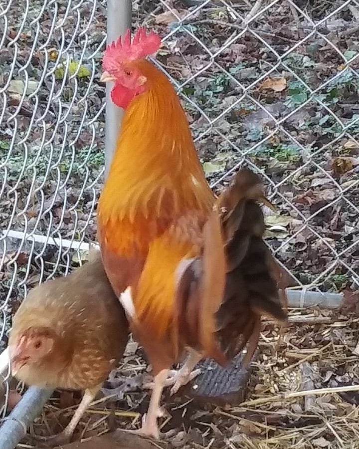 Pumpkin Hulsey Roosters - Image 11