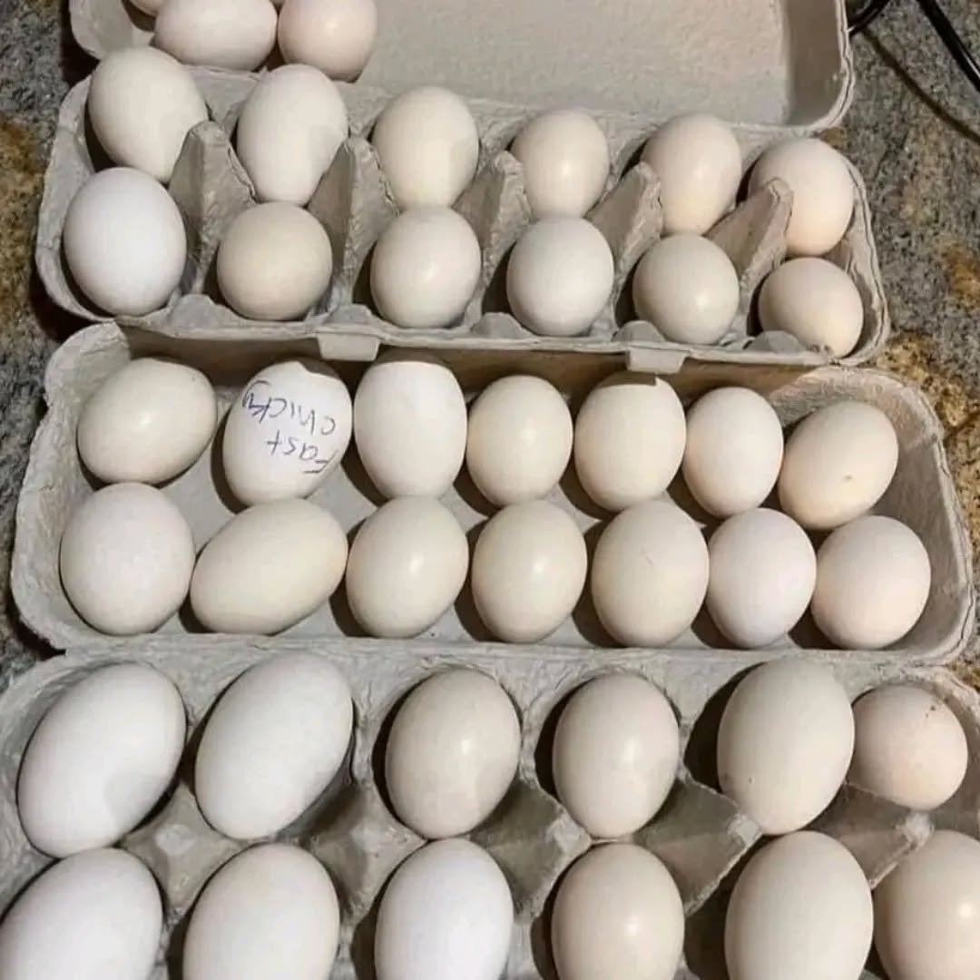 White claret hatching eggs