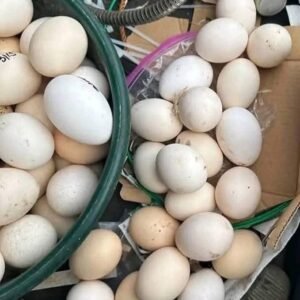 Warhorse eggs