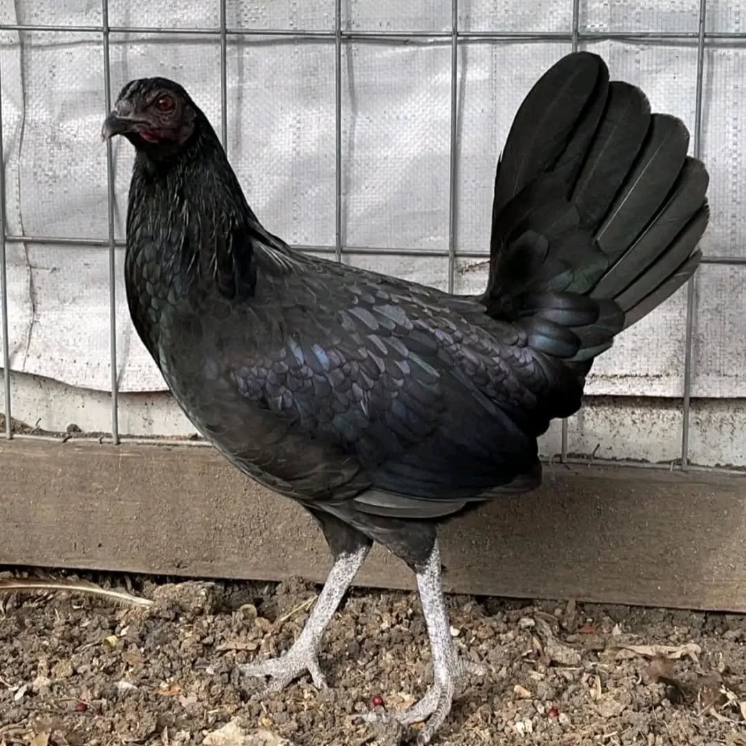 Warhorse pullets - Image 2