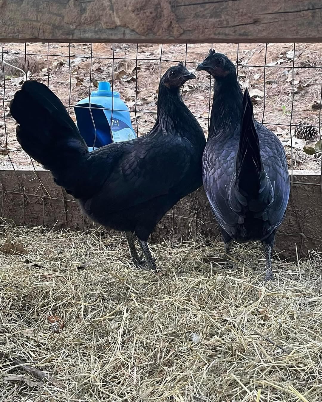 Warhorse pullets - Image 3