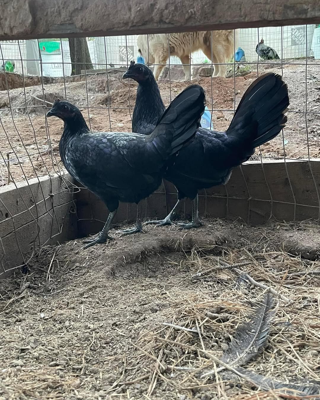 Warhorse pullets - Image 6