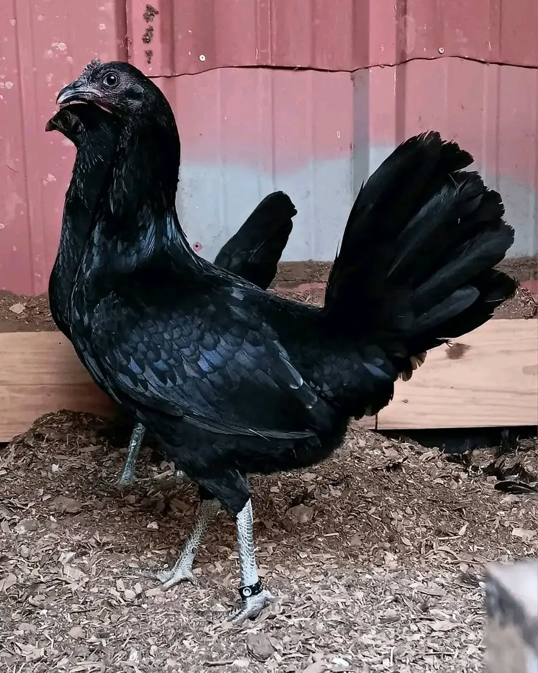 Warhorse pullets - Image 5