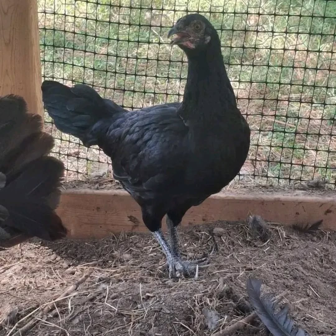 Warhorse pullets - Image 7