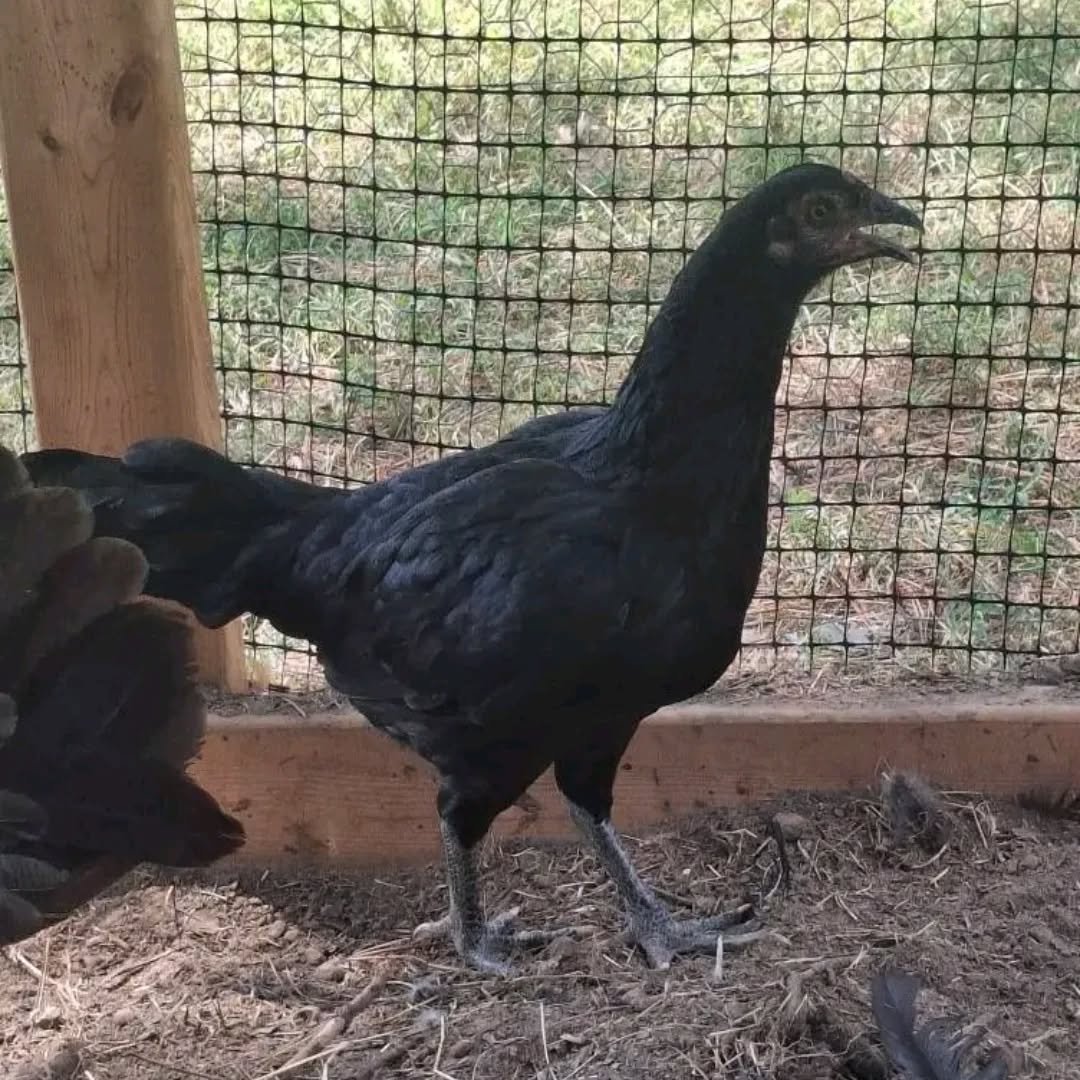 Warhorse pullets - Image 8