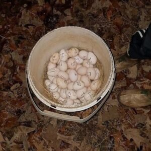 Spangled hatching eggs