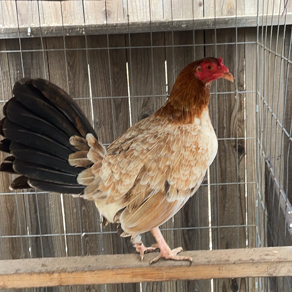 Kelso pullets - Image 5