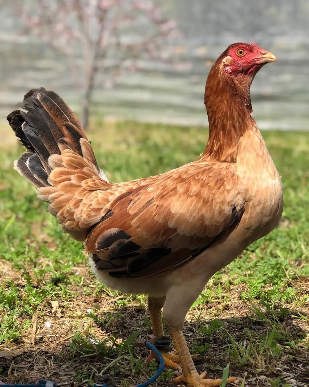 Kelso pullets - Image 2