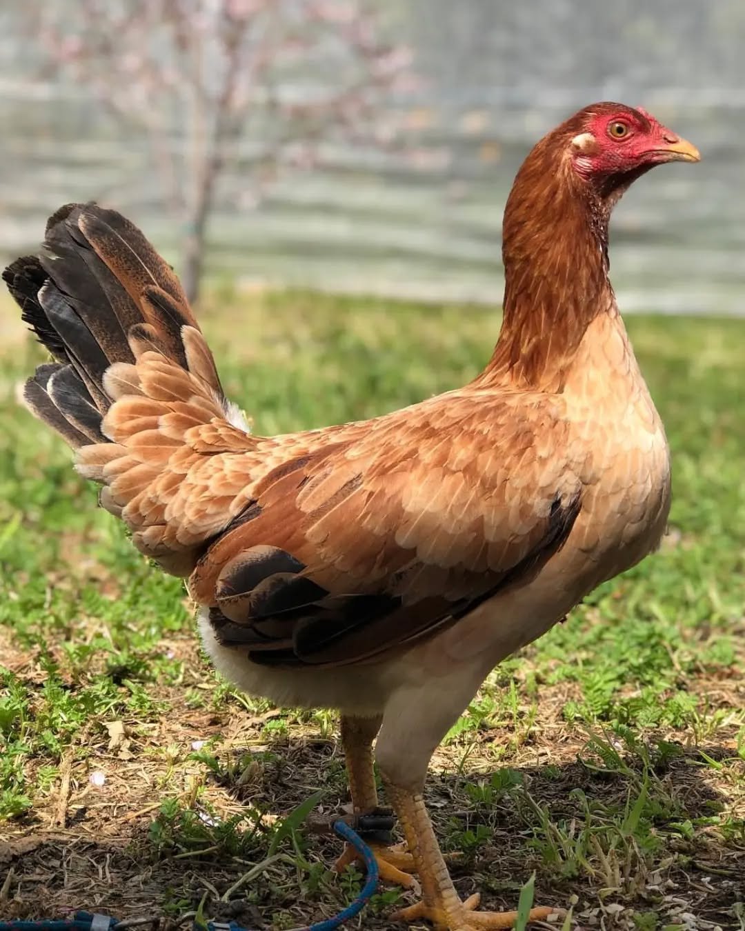 Kelso pullets - Image 3