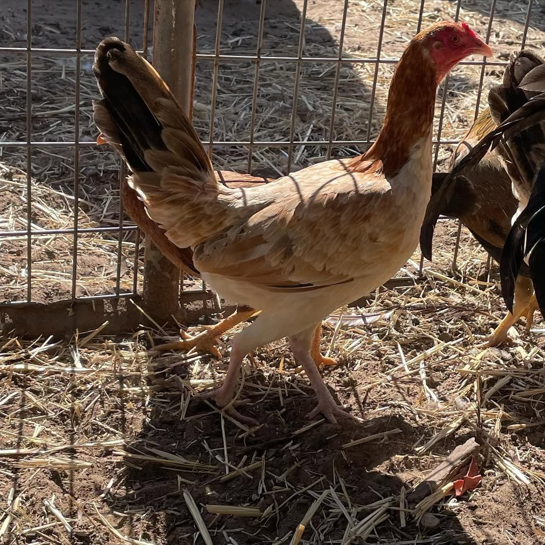 Kelso pullets - Image 9