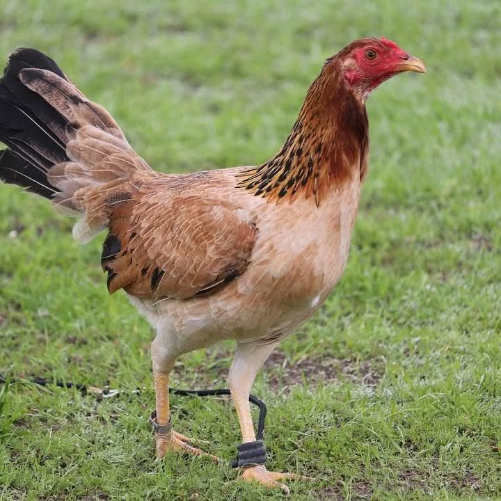 Kelso pullets - Image 7