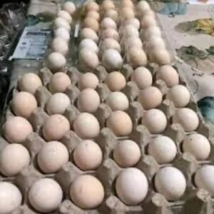 Pumpkin Hatching eggs