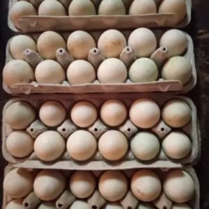 regular grey hatching eggs