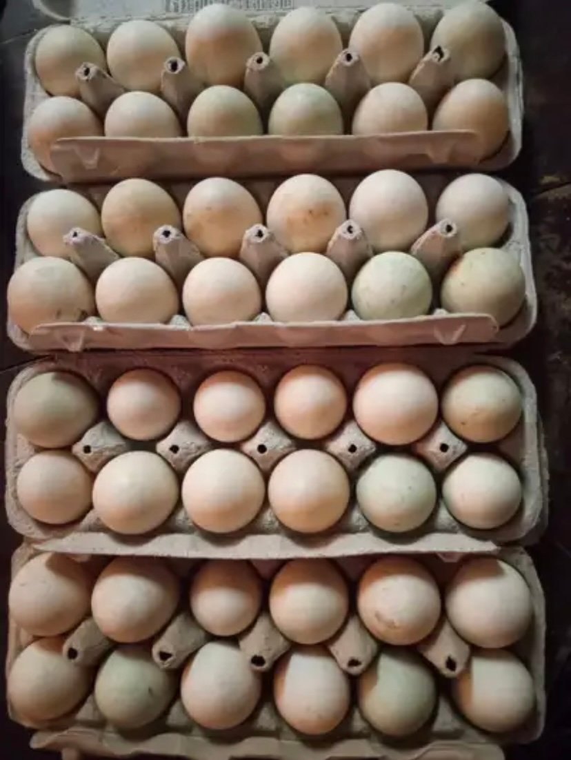 regular grey hatching eggs