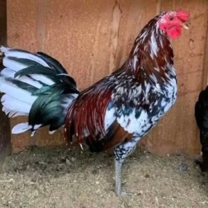 spangled game fowl roosters