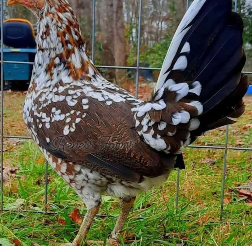 SPANGLED HENS - Image 2