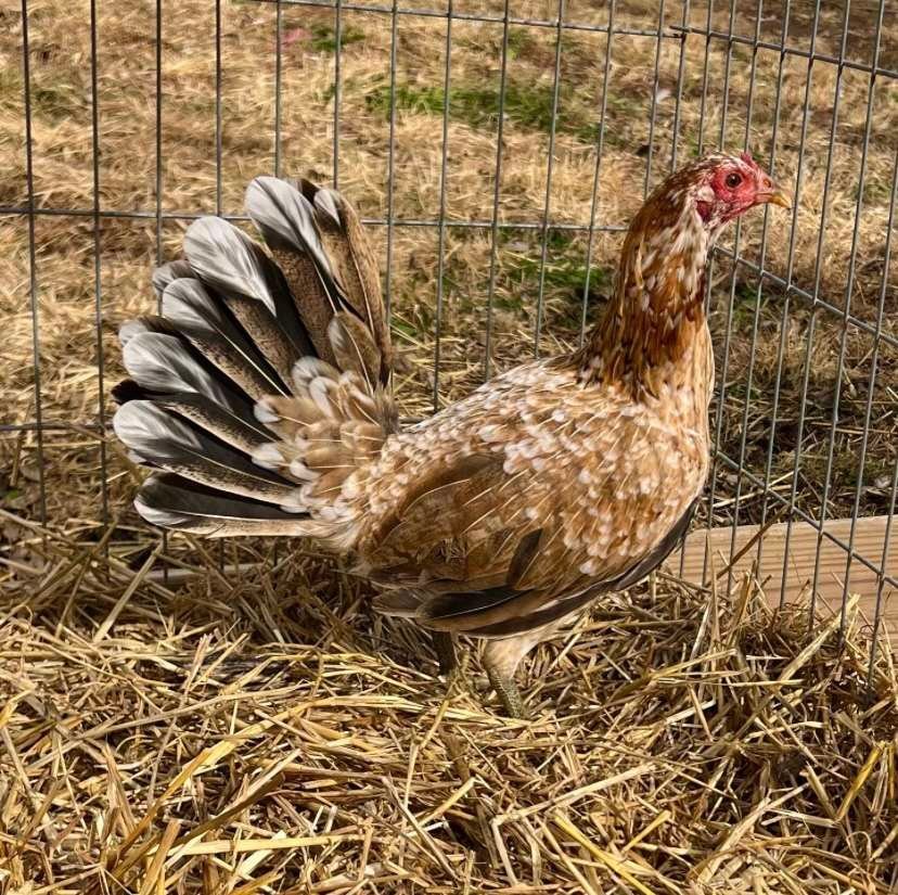 SPANGLED HENS - Image 3