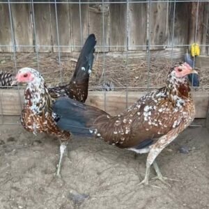 spangled game fowl hen