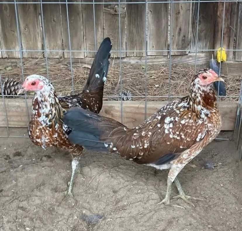 spangled game fowl hen