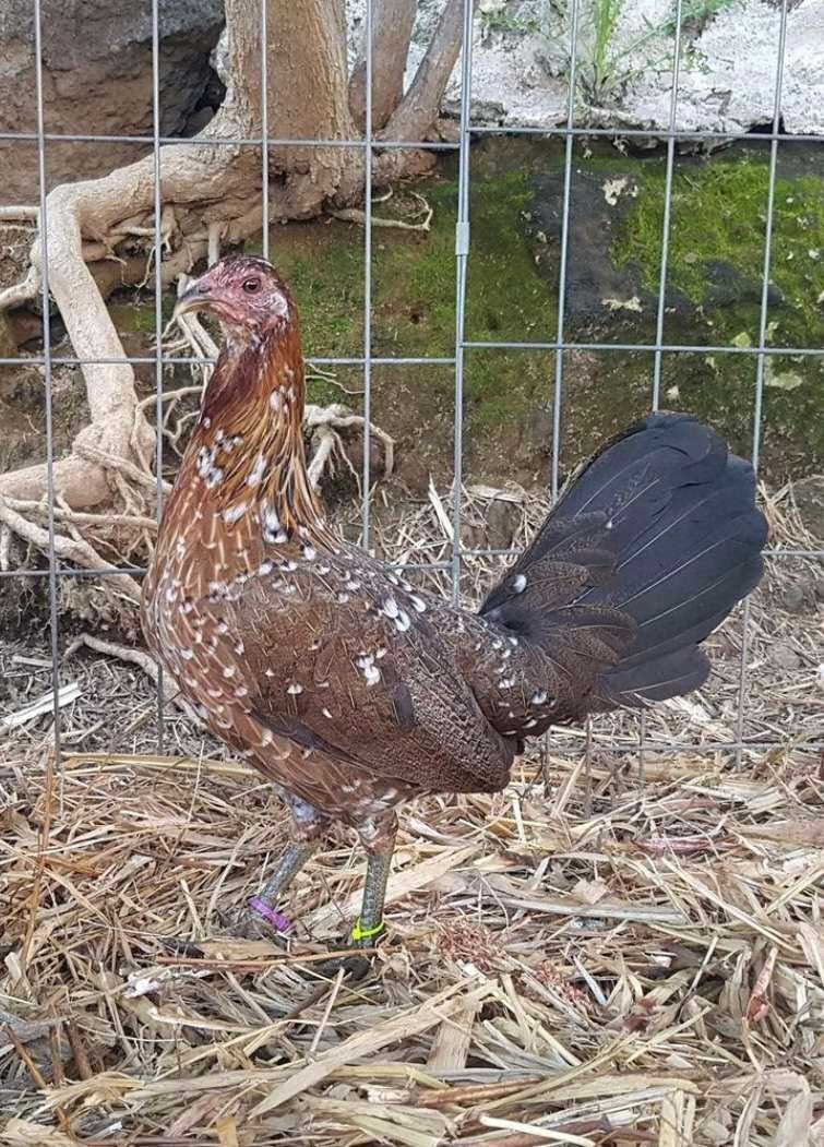 SPANGLED HENS - Image 4