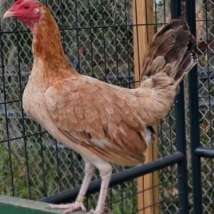 roundhead game fowl hen