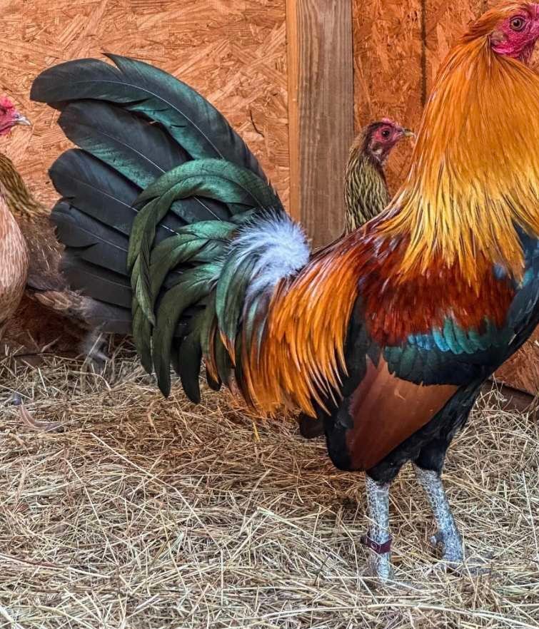 McLean hatch roosters - Image 3