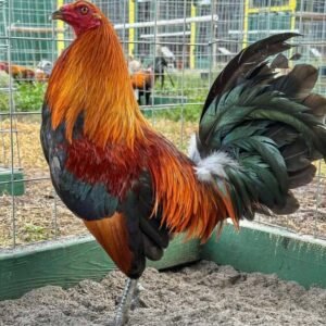 Mclean Hatch Roosters