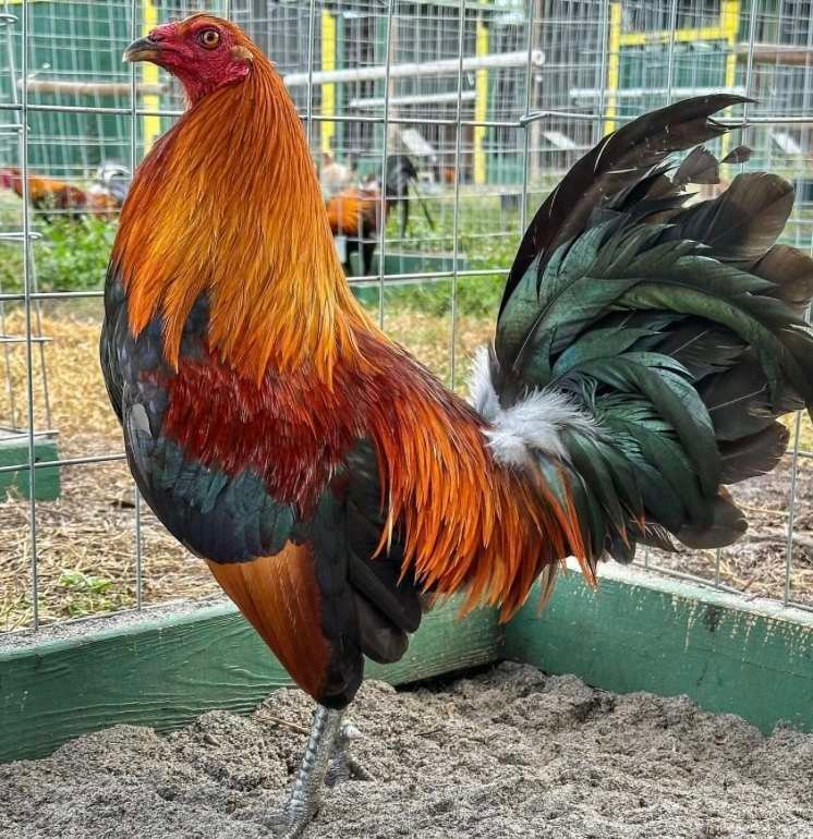 Mclean Hatch Roosters