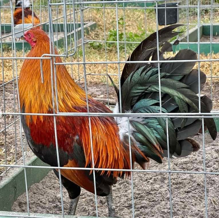 McLean hatch roosters - Image 2