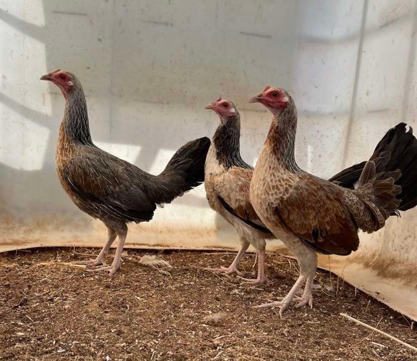 Grey Hens - Image 5
