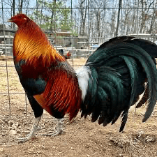 Blue face Roosters - Image 3