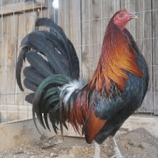 Blue face Roosters - Image 4