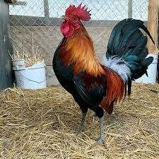 Blue face Roosters - Image 2