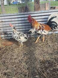 Morgan Whitehackles Roosters - Image 4
