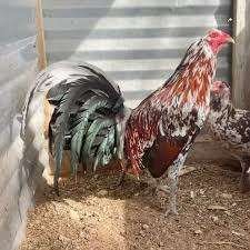 Morgan Whitehackles Roosters - Image 2