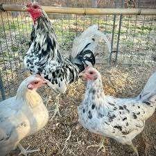 Morgan Whitehackles Roosters - Image 3