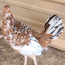 Morgan Whiteangled Hens