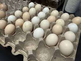 Regular Grey Hatching Eggs - Image 2