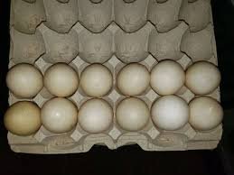 Regular Grey Hatching Eggs - Image 3