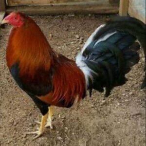 roundhead game fowls