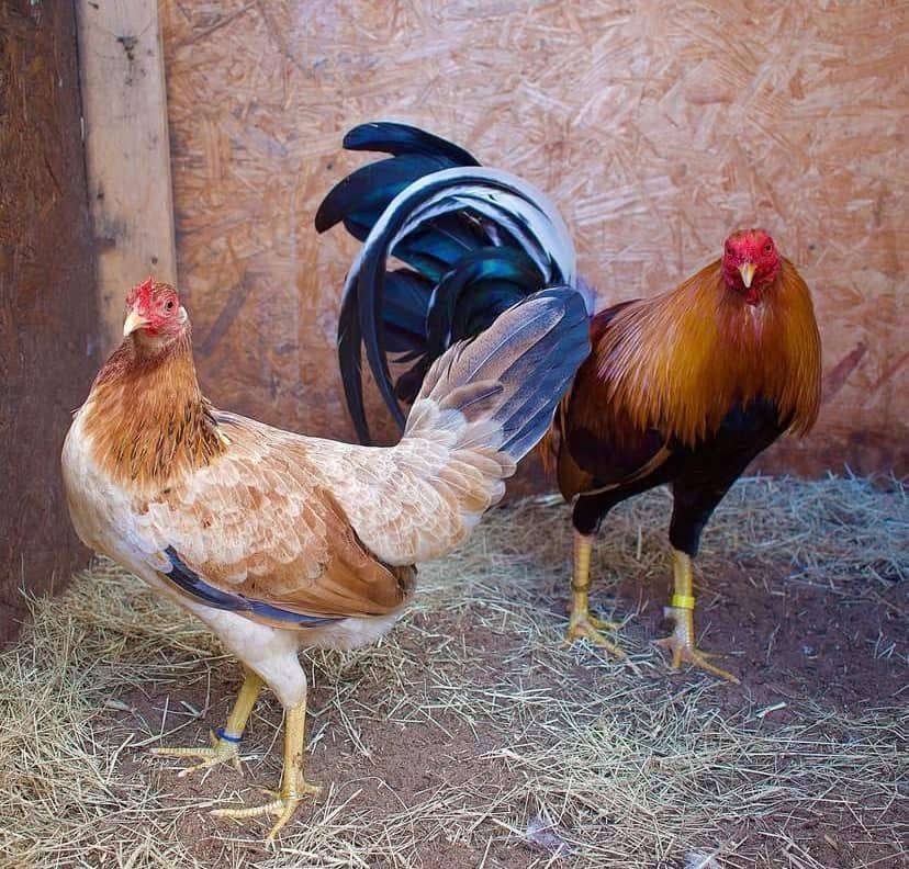 Yellow legged hatch pairs - Image 3