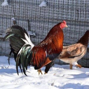 Yellow legged hatch pairs