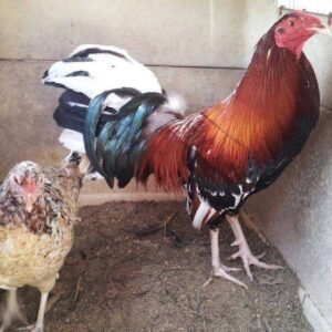 Morgan whitehackle pair