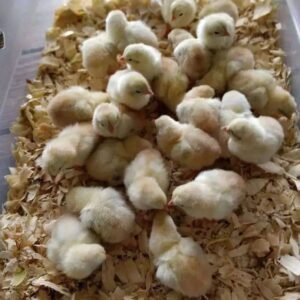 White claret chicks