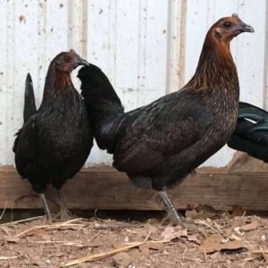 Brown red hens