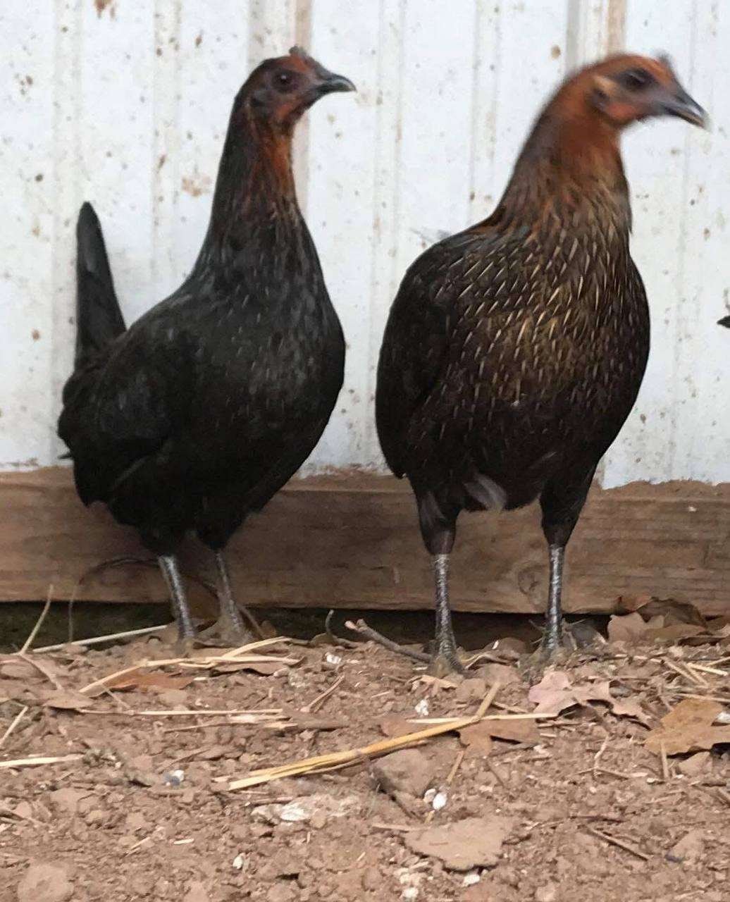 Brown Red Hens - Image 5