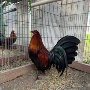 brown red roosters