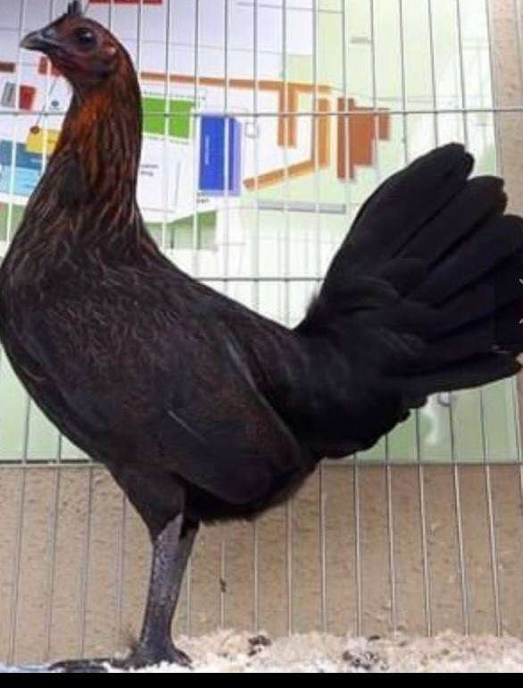 Brown Red Hens - Image 4