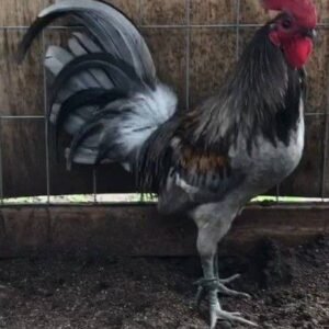 blue mug hatch roosters