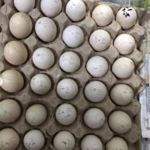 Blue Mug Hatching Eggs